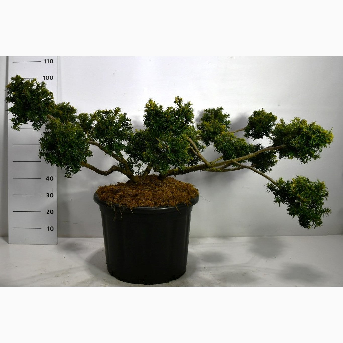 Idegran – Taxus baccata 'Summergold' - 100-125 CM Multiplateau in Container